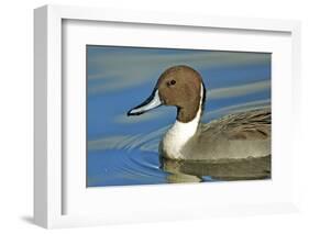 A Pintail Duck, Wide Geographic Distribution in Northern Latitudes-Richard Wright-Framed Photographic Print