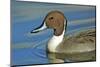 A Pintail Duck, Wide Geographic Distribution in Northern Latitudes-Richard Wright-Mounted Photographic Print