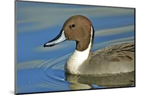 A Pintail Duck, Wide Geographic Distribution in Northern Latitudes-Richard Wright-Mounted Photographic Print