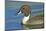 A Pintail Duck, Wide Geographic Distribution in Northern Latitudes-Richard Wright-Mounted Photographic Print