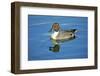 A Pintail Duck, Wide Geographic Distribution in Northern Latitudes-Richard Wright-Framed Photographic Print