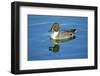 A Pintail Duck, Wide Geographic Distribution in Northern Latitudes-Richard Wright-Framed Photographic Print