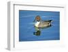 A Pintail Duck, Wide Geographic Distribution in Northern Latitudes-Richard Wright-Framed Photographic Print