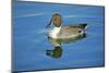 A Pintail Duck, Wide Geographic Distribution in Northern Latitudes-Richard Wright-Mounted Photographic Print