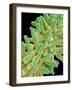 A Pistil in a Chickweed Flower-Micro Discovery-Framed Photographic Print