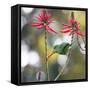 A Plain Parakeet, Brotogeris Tirica, Eats Petals of Coral Tree Flowers in Ibirapuera Park-Alex Saberi-Framed Stretched Canvas