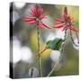A Plain Parakeet, Brotogeris Tirica, Eats Petals of Coral Tree Flowers in Ibirapuera Park-Alex Saberi-Stretched Canvas