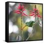 A Plain Parakeet, Brotogeris Tirica, Eats Petals of Coral Tree Flowers in Ibirapuera Park-Alex Saberi-Framed Stretched Canvas