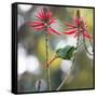 A Plain Parakeet, Brotogeris Tirica, Eats Petals of Coral Tree Flowers in Ibirapuera Park-Alex Saberi-Framed Stretched Canvas