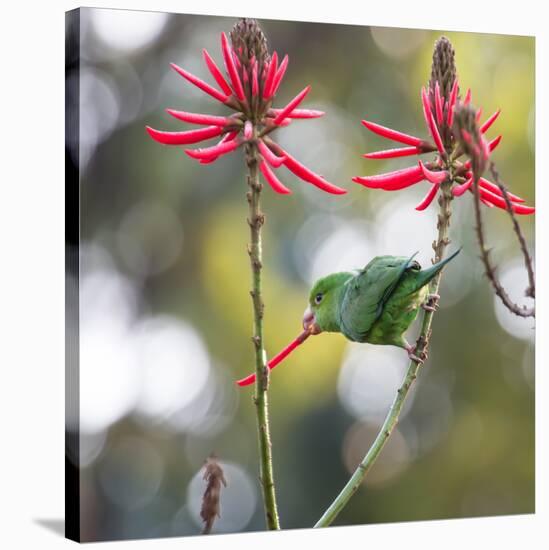 A Plain Parakeet, Brotogeris Tirica, Eats Petals of Coral Tree Flowers in Ibirapuera Park-Alex Saberi-Stretched Canvas