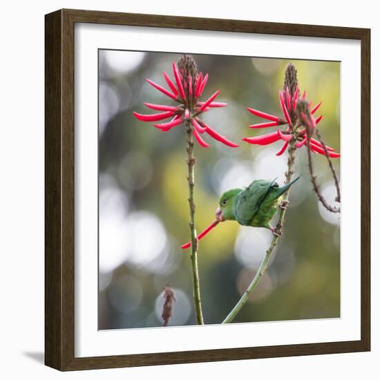 A Plain Parakeet, Brotogeris Tirica, Eats Petals of Coral Tree Flowers in Ibirapuera Park-Alex Saberi-Framed Photographic Print