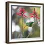 A Plain Parakeet, Brotogeris Tirica, Eats Petals of Coral Tree Flowers in Ibirapuera Park-Alex Saberi-Framed Photographic Print