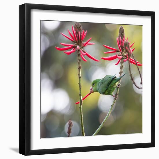 A Plain Parakeet, Brotogeris Tirica, Eats Petals of Coral Tree Flowers in Ibirapuera Park-Alex Saberi-Framed Photographic Print