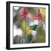 A Plain Parakeet, Brotogeris Tirica, Eats Petals of Coral Tree Flowers in Ibirapuera Park-Alex Saberi-Framed Photographic Print