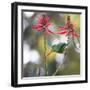 A Plain Parakeet, Brotogeris Tirica, Eats Petals of Coral Tree Flowers in Ibirapuera Park-Alex Saberi-Framed Photographic Print