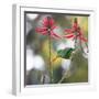 A Plain Parakeet, Brotogeris Tirica, Eats Petals of Coral Tree Flowers in Ibirapuera Park-Alex Saberi-Framed Photographic Print