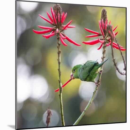 A Plain Parakeet, Brotogeris Tirica, Eats Petals of Coral Tree Flowers in Ibirapuera Park-Alex Saberi-Mounted Photographic Print