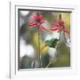 A Plain Parakeet, Brotogeris Tirica, Eats Petals of Coral Tree Flowers in Ibirapuera Park-Alex Saberi-Framed Photographic Print