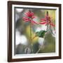 A Plain Parakeet, Brotogeris Tirica, Eats Petals of Coral Tree Flowers in Ibirapuera Park-Alex Saberi-Framed Photographic Print