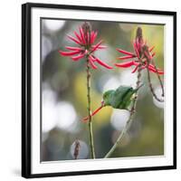 A Plain Parakeet, Brotogeris Tirica, Eats Petals of Coral Tree Flowers in Ibirapuera Park-Alex Saberi-Framed Photographic Print