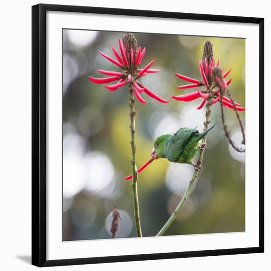 A Plain Parakeet, Brotogeris Tirica, Eats Petals of Coral Tree Flowers in Ibirapuera Park-Alex Saberi-Framed Photographic Print