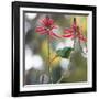 A Plain Parakeet, Brotogeris Tirica, Eats Petals of Coral Tree Flowers in Ibirapuera Park-Alex Saberi-Framed Photographic Print