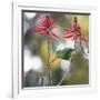 A Plain Parakeet, Brotogeris Tirica, Eats Petals of Coral Tree Flowers in Ibirapuera Park-Alex Saberi-Framed Photographic Print