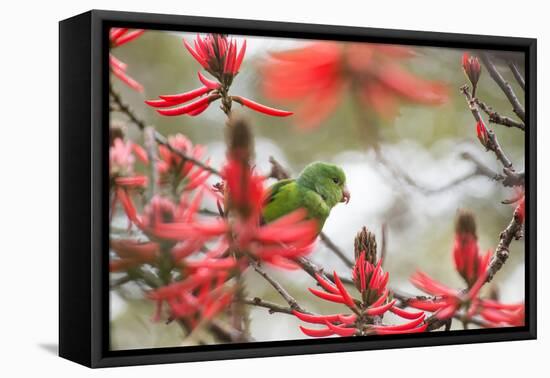 A Plain Parakeet, Brotogeris Tirica, Perching in a Coral Tree in Ibirapuera Park-Alex Saberi-Framed Stretched Canvas