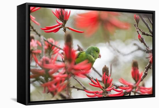 A Plain Parakeet, Brotogeris Tirica, Perching in a Coral Tree in Ibirapuera Park-Alex Saberi-Framed Stretched Canvas