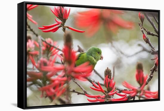 A Plain Parakeet, Brotogeris Tirica, Perching in a Coral Tree in Ibirapuera Park-Alex Saberi-Framed Stretched Canvas