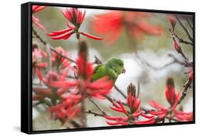 A Plain Parakeet, Brotogeris Tirica, Perching in a Coral Tree in Ibirapuera Park-Alex Saberi-Framed Stretched Canvas