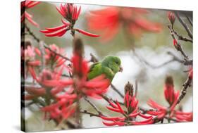 A Plain Parakeet, Brotogeris Tirica, Perching in a Coral Tree in Ibirapuera Park-Alex Saberi-Stretched Canvas