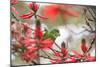 A Plain Parakeet, Brotogeris Tirica, Perching in a Coral Tree in Ibirapuera Park-Alex Saberi-Mounted Premium Photographic Print