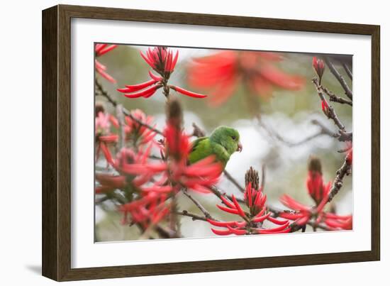 A Plain Parakeet, Brotogeris Tirica, Perching in a Coral Tree in Ibirapuera Park-Alex Saberi-Framed Photographic Print