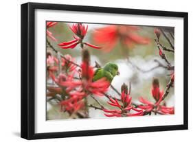 A Plain Parakeet, Brotogeris Tirica, Perching in a Coral Tree in Ibirapuera Park-Alex Saberi-Framed Photographic Print