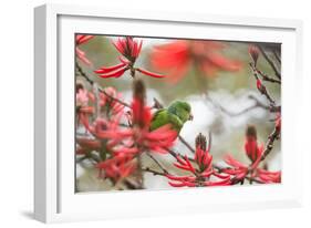 A Plain Parakeet, Brotogeris Tirica, Perching in a Coral Tree in Ibirapuera Park-Alex Saberi-Framed Photographic Print