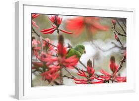 A Plain Parakeet, Brotogeris Tirica, Perching in a Coral Tree in Ibirapuera Park-Alex Saberi-Framed Photographic Print