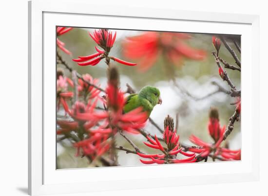 A Plain Parakeet, Brotogeris Tirica, Perching in a Coral Tree in Ibirapuera Park-Alex Saberi-Framed Photographic Print