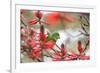 A Plain Parakeet, Brotogeris Tirica, Perching in a Coral Tree in Ibirapuera Park-Alex Saberi-Framed Photographic Print