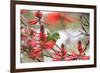 A Plain Parakeet, Brotogeris Tirica, Perching in a Coral Tree in Ibirapuera Park-Alex Saberi-Framed Photographic Print