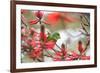 A Plain Parakeet, Brotogeris Tirica, Perching in a Coral Tree in Ibirapuera Park-Alex Saberi-Framed Photographic Print