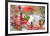 A Plain Parakeet, Brotogeris Tirica, Perching in a Coral Tree in Ibirapuera Park-Alex Saberi-Framed Photographic Print