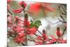 A Plain Parakeet, Brotogeris Tirica, Perching in a Coral Tree in Ibirapuera Park-Alex Saberi-Mounted Photographic Print