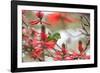 A Plain Parakeet, Brotogeris Tirica, Perching in a Coral Tree in Ibirapuera Park-Alex Saberi-Framed Photographic Print