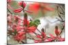 A Plain Parakeet, Brotogeris Tirica, Perching in a Coral Tree in Ibirapuera Park-Alex Saberi-Mounted Photographic Print