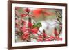 A Plain Parakeet, Brotogeris Tirica, Perching in a Coral Tree in Ibirapuera Park-Alex Saberi-Framed Photographic Print