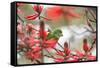 A Plain Parakeet, Brotogeris Tirica, Perching in a Coral Tree in Ibirapuera Park-Alex Saberi-Framed Stretched Canvas