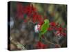 A Plain Parakeet, Brotogeris Tirica, Resting and Eating on a Coral Tree-Alex Saberi-Stretched Canvas