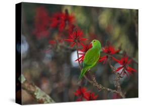 A Plain Parakeet, Brotogeris Tirica, Resting and Eating on a Coral Tree-Alex Saberi-Stretched Canvas