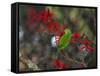 A Plain Parakeet, Brotogeris Tirica, Resting and Eating on a Coral Tree-Alex Saberi-Framed Stretched Canvas